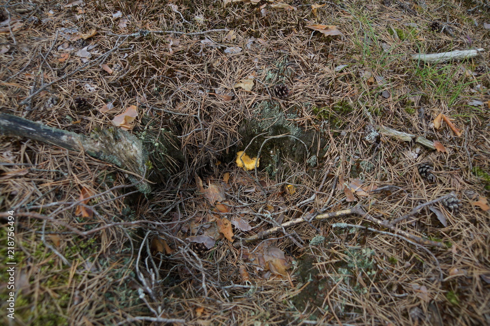 Mushrooms 5 Mushrooms 5