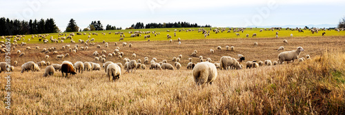 Fotografie Panorama, herd of sheeps grazing on a field