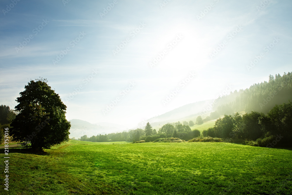 black forest landscape at the dawn, copyspace