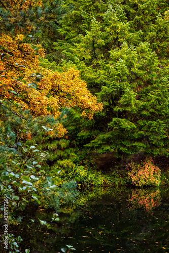 trees at a lake, autumn season