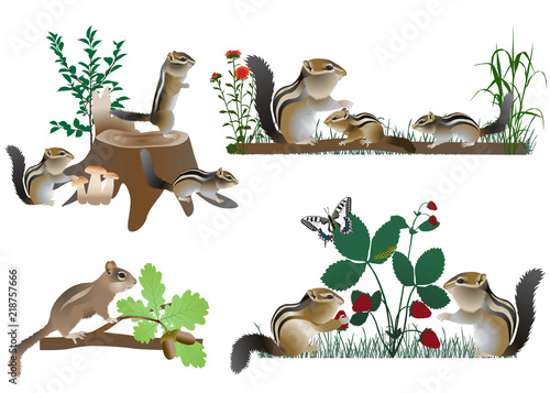 Family of chipmunks outdoors in colour image