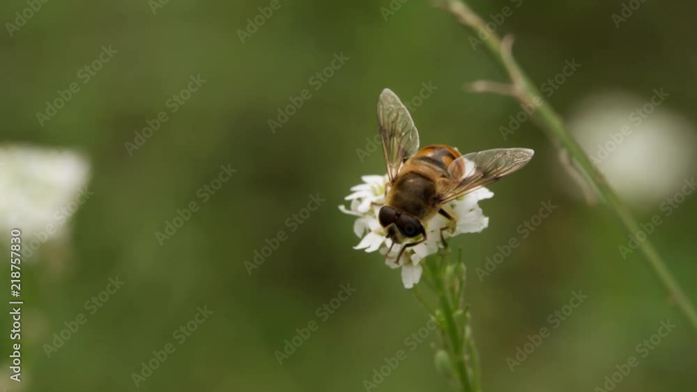 Bee collecting nectar pollen on Flower and flying away on Green Meadow blurred background Slow motion closeup Macro shot. Bee collecting nectar pollen on Flower and flying away on Green Meadow blurred background Slow motion closeup Macro shot.