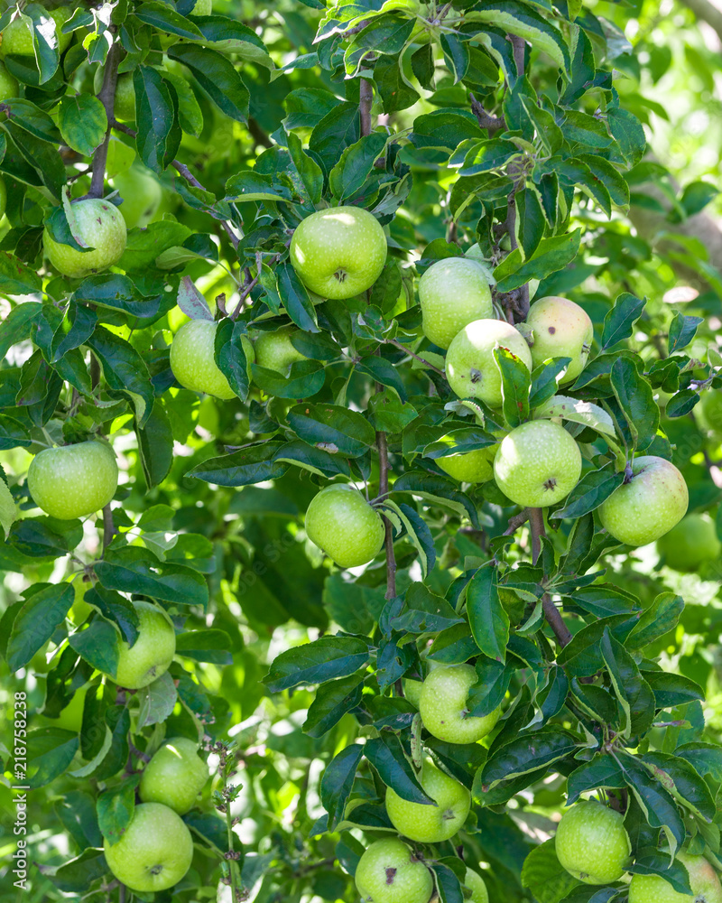 Green ripe apples grows on a branch among the green foliage Green ripe apples grows on a branch among the green foliage