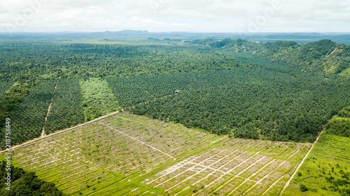 aerial shot in borneo of rubber and palm oil plantation