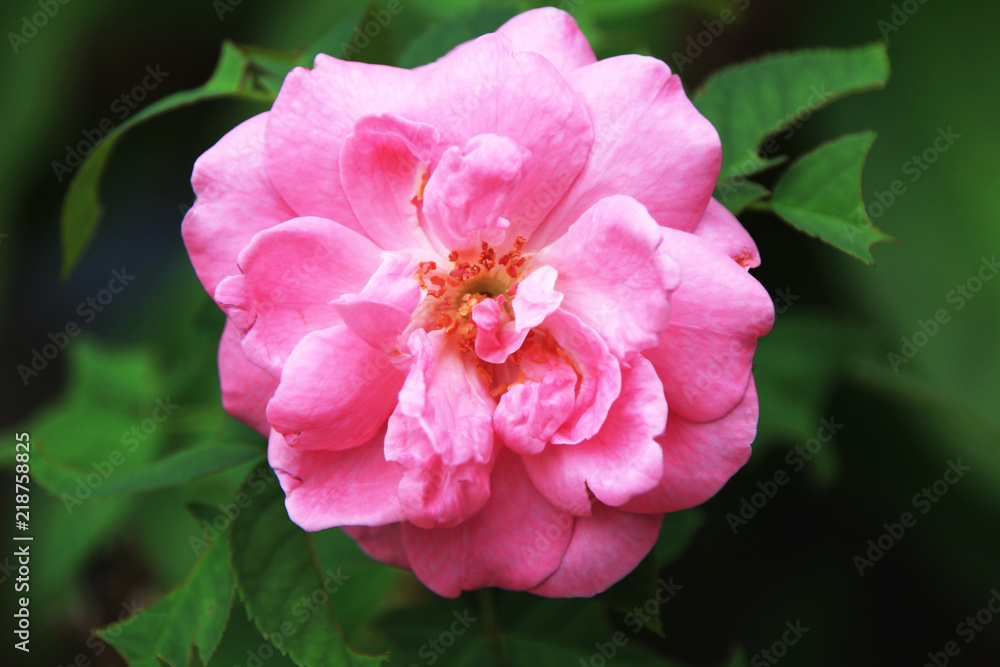 Pink rose flower in the garden on summer. Pink rose flower in the garden on summer.