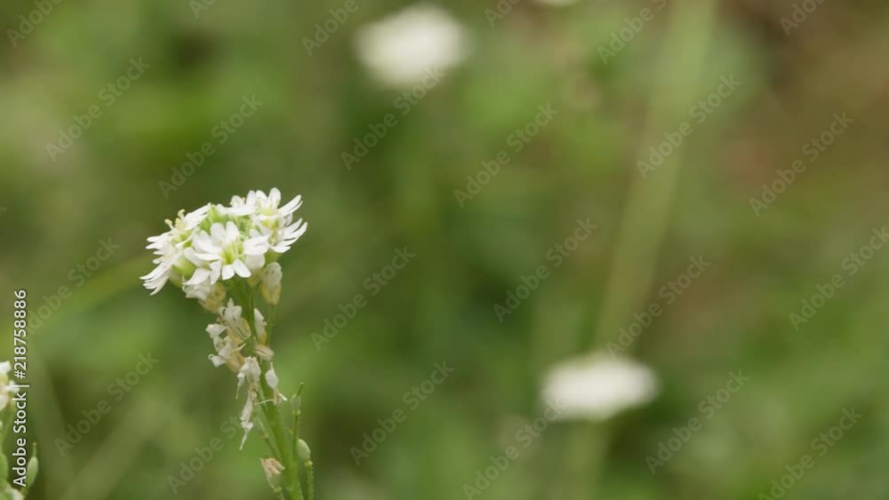 White Flowers Plants on Blurry Green grass blurred background Closeup Macro shot video. White Flowers Plants on Blurry Green grass blurred background Closeup Macro shot video.