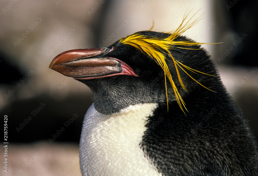 Obraz premium Złoty pingwin, pingwin makaronowy, Eudyptes chrysolophus, pingwin makarony
