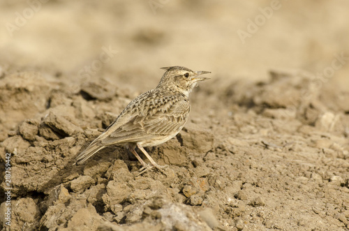 Cochevis huppé; Crested Lark; Galerida cristata photo