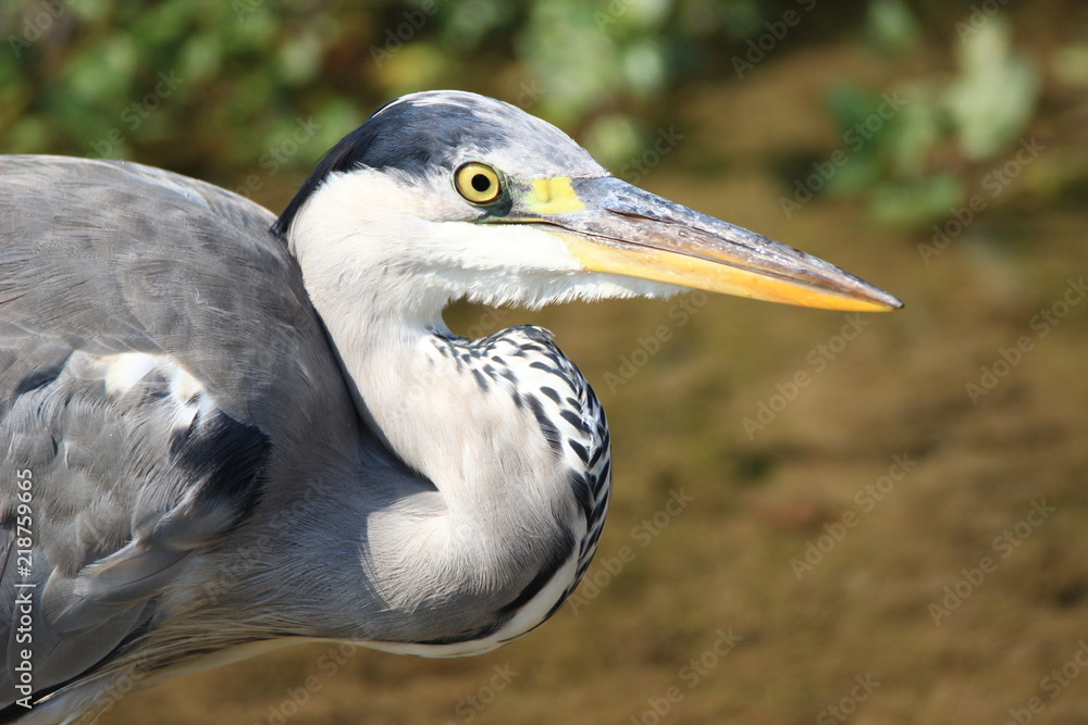 Grey heron Grey heron