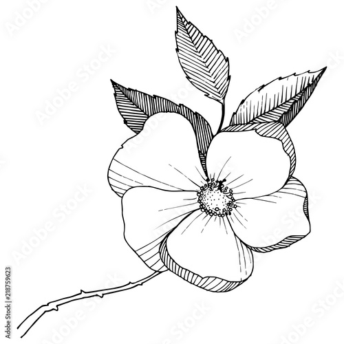 Wild rose in a vector style isolated. Full name of the plant: rose. Vector flower for background, texture, wrapper pattern, frame or border.