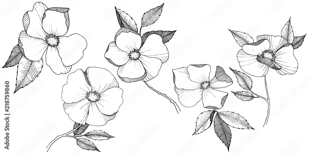 Wild rose in a vector style isolated. Full name of the plant: rose. Vector flower for background, texture, wrapper pattern, frame or border. Wild rose in a vector style isolated. Full name of the plant: rose. Vector flower for background, texture, wrapper pattern, frame or border.