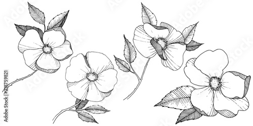 Wild rose in a vector style isolated. Full name of the plant: rose. Vector flower for background, texture, wrapper pattern, frame or border.