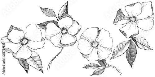 Wild rose in a vector style isolated. Full name of the plant: rose. Vector flower for background, texture, wrapper pattern, frame or border.