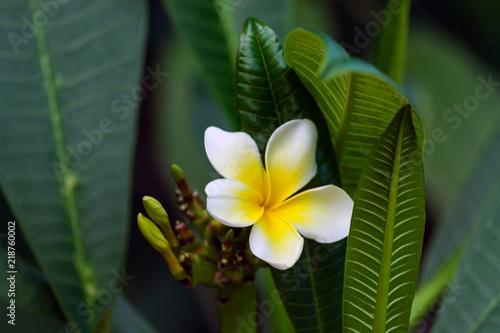 plumeria rubra, one flower of white plumeria with yellow center surrounded by dark green foliage of a plant growing in a garden, natural