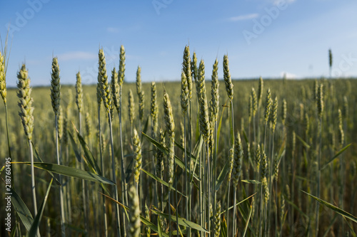 Young green wheat field. Ripening ears wheat. Agriculture. Natural product. Agricaltural landscape. photo