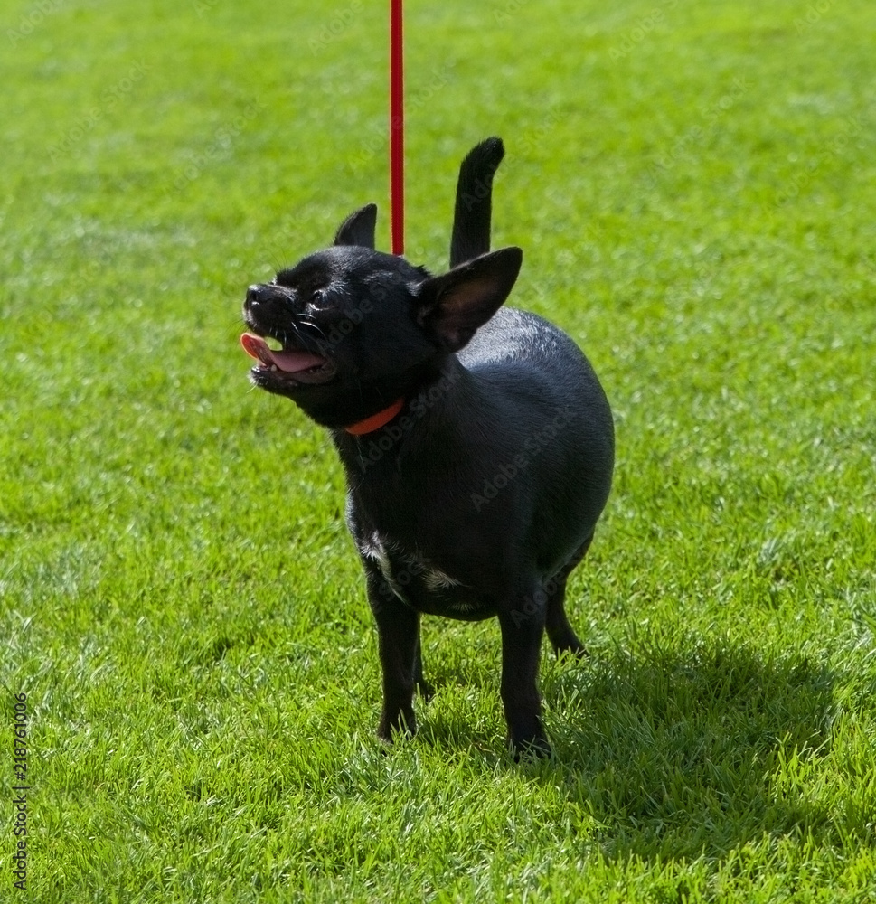 Chihuahua outdoor dog.