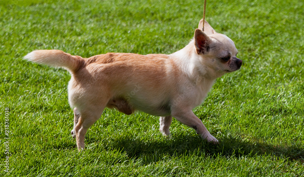 Chihuahua outdoor dog. Chihuahua outdoor dog.