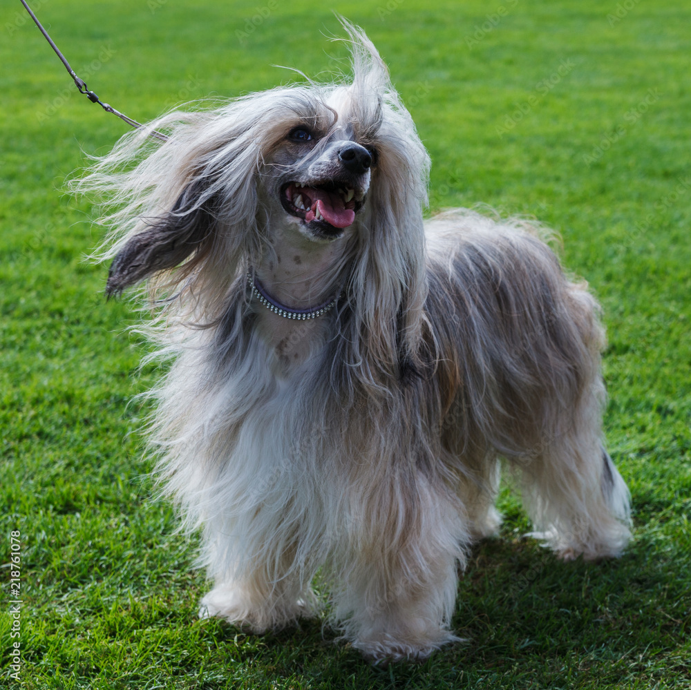 Chinese Crested dog outdoor. Chinese Crested dog outdoor.