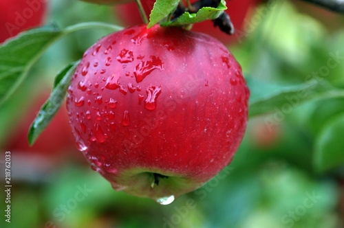 On a branch of a tree there are red apples