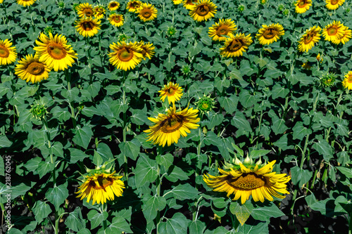 Beautiful sunflower field in the afternoon