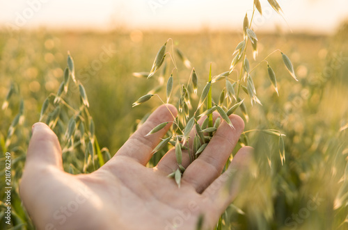 Close-up of man hand touching holding crops, young green oat ears on a field in sunset. Close up on a beautiful field. Ripening ears of oats. Agriculture. Natural product.