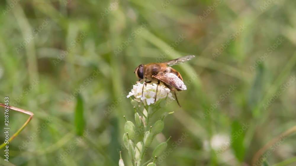 Bee collecting nectar pollen on Flower and flying away on Green Meadow blurred background Slow motion closeup Macro shot. Bee collecting nectar pollen on Flower and flying away on Green Meadow blurred background Slow motion closeup Macro shot.