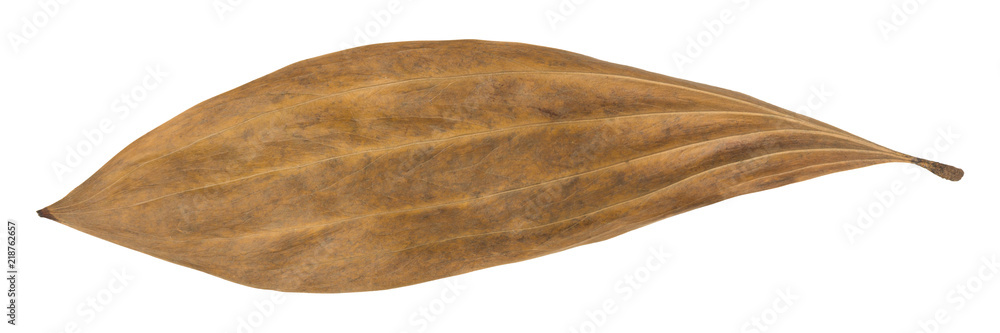 Dry leaves isolated on a white background. Dry leaves isolated on a white background.