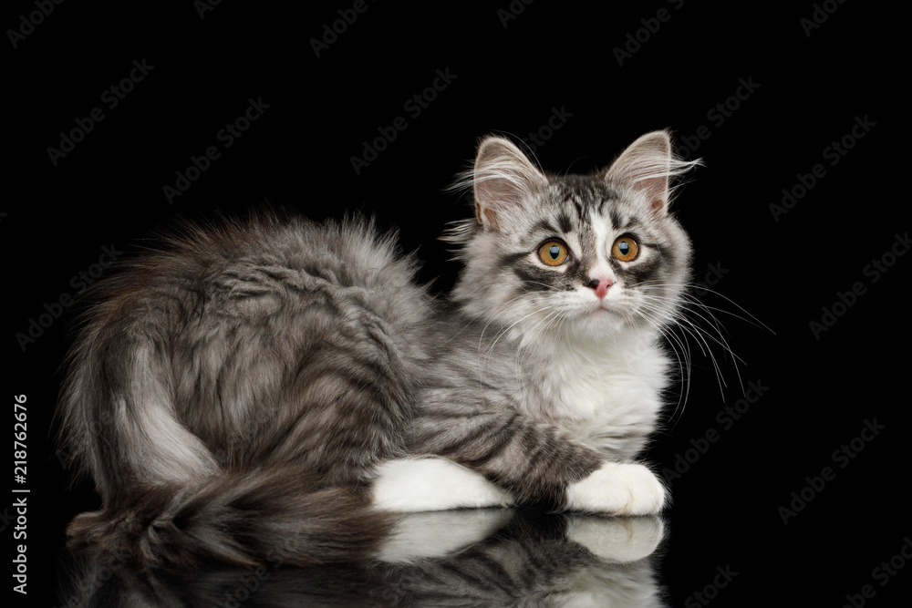 Silver Siberian kitten with furry coat Lying and Looking in camera on isolated black background with reflection Silver Siberian kitten with furry coat Lying and Looking in camera on isolated black background with reflection