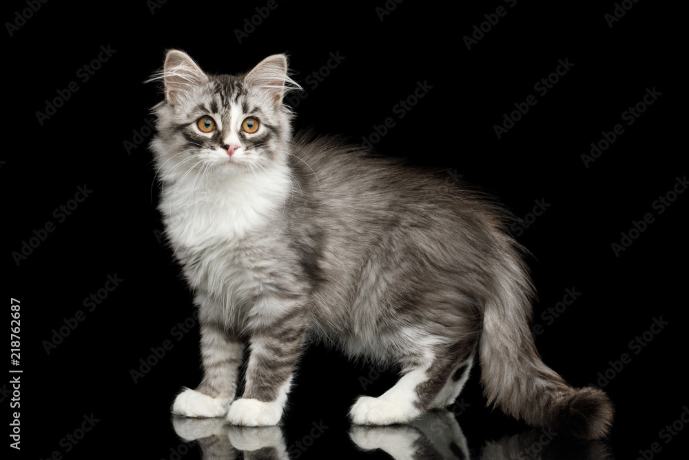 Silver Siberian kitten with furry coat Standing and Looking at side on isolated black background with reflection