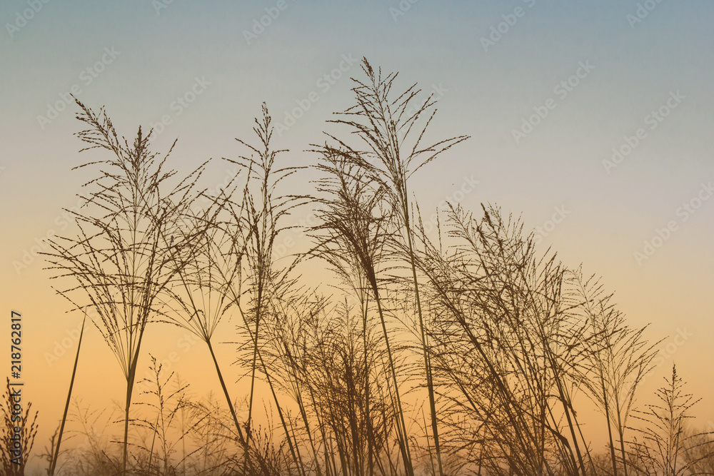 flower grass silhouette on sky with clouds and sun. flower grass silhouette on sky with clouds and sun.