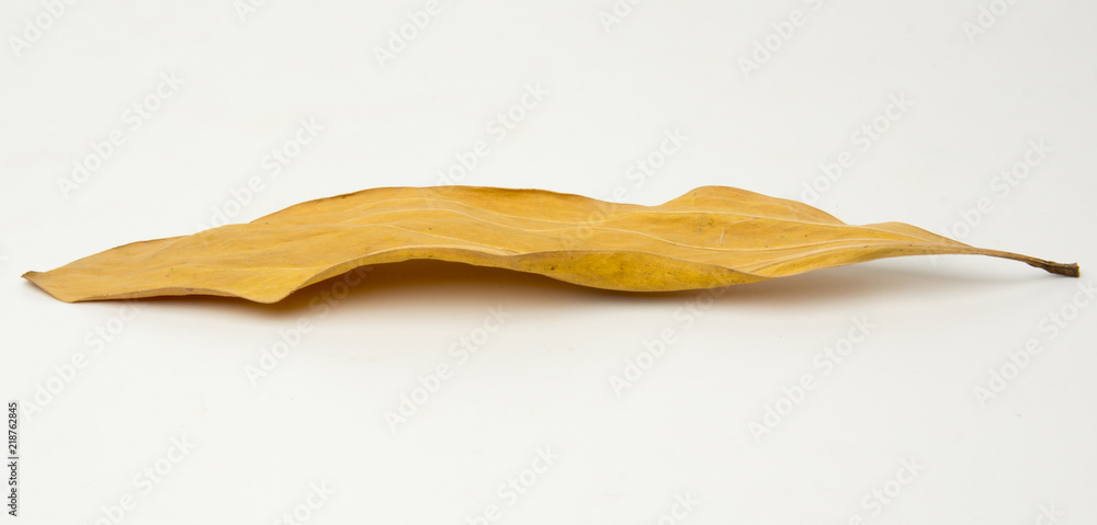 Dry leaves isolated on a white background. Dry leaves isolated on a white background.