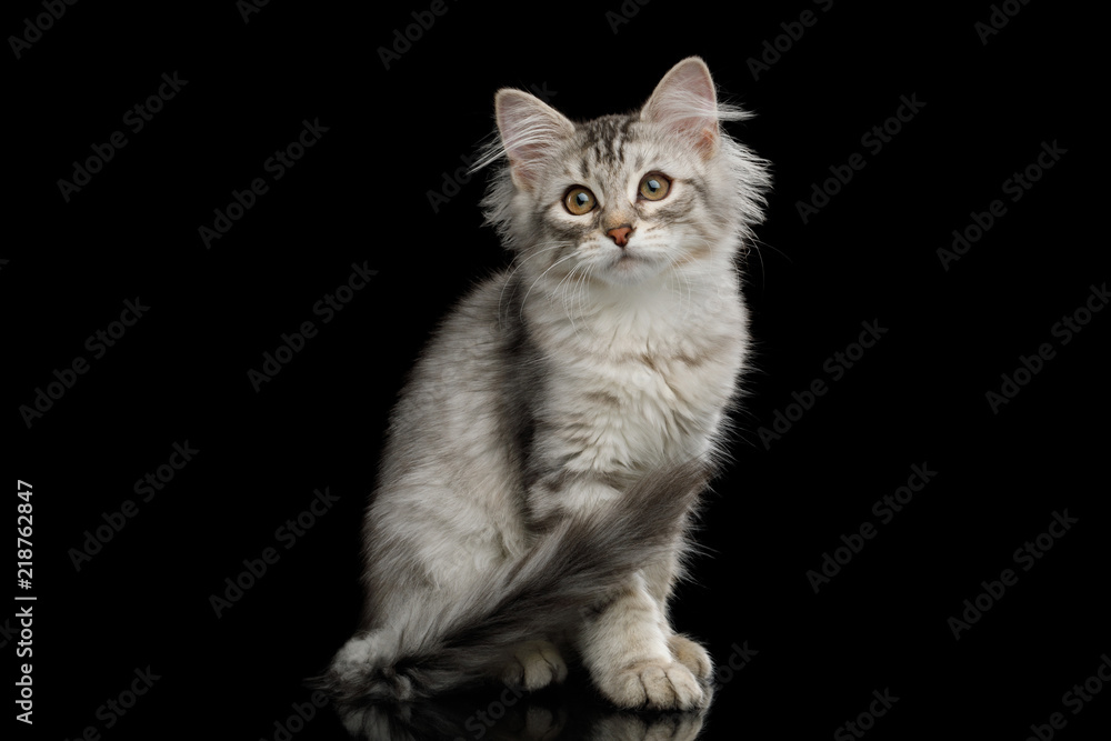 Silver Tabby Siberian kitten with furry coat sitting and stare on isolated black background with reflection, front view