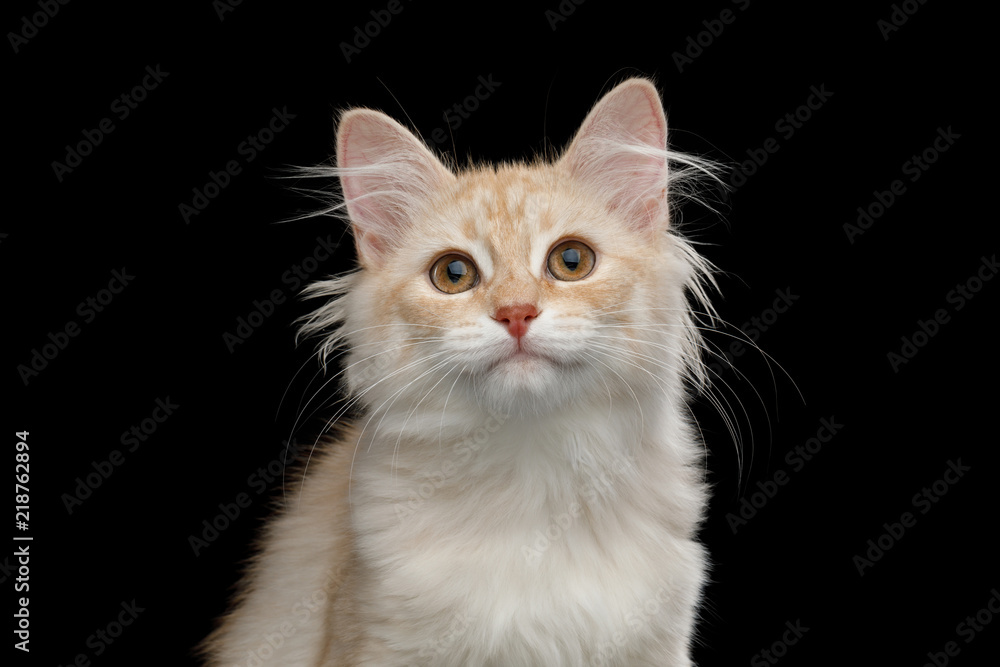 Portrait of Ginger Siberian kitten with furry coat Looking in camera on isolated black background