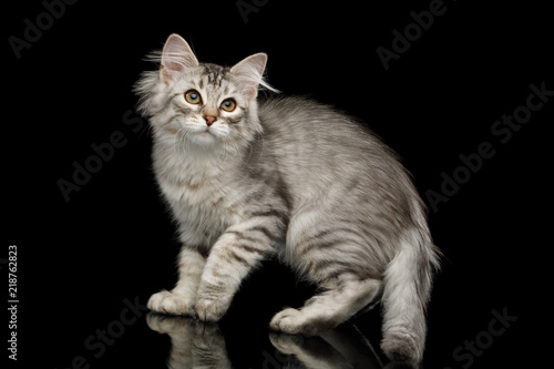 Silver Siberian kitten with furry coat Standing and Looking up on isolated black background with reflection