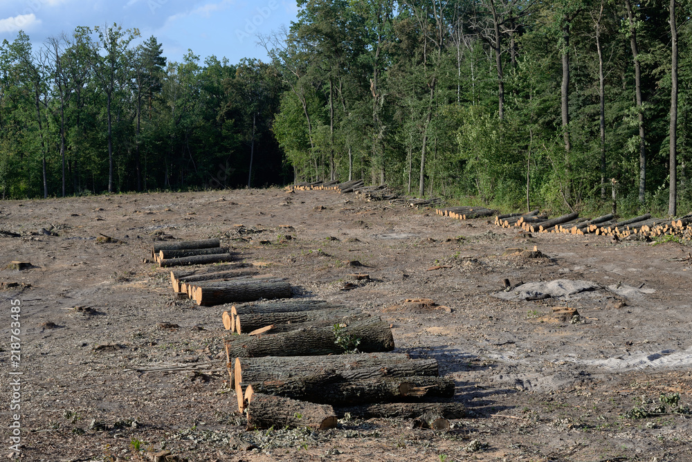 oak logs