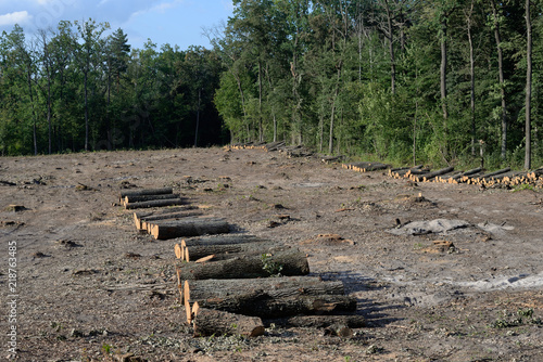 Obraz na płótnie oak logs w salonie