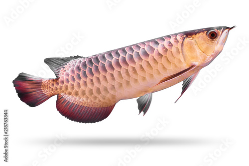 Canvas Print Arowana fish isolated on white background