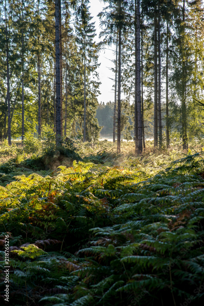 Fototapeta premium Spätsommer in der Waldlewitz