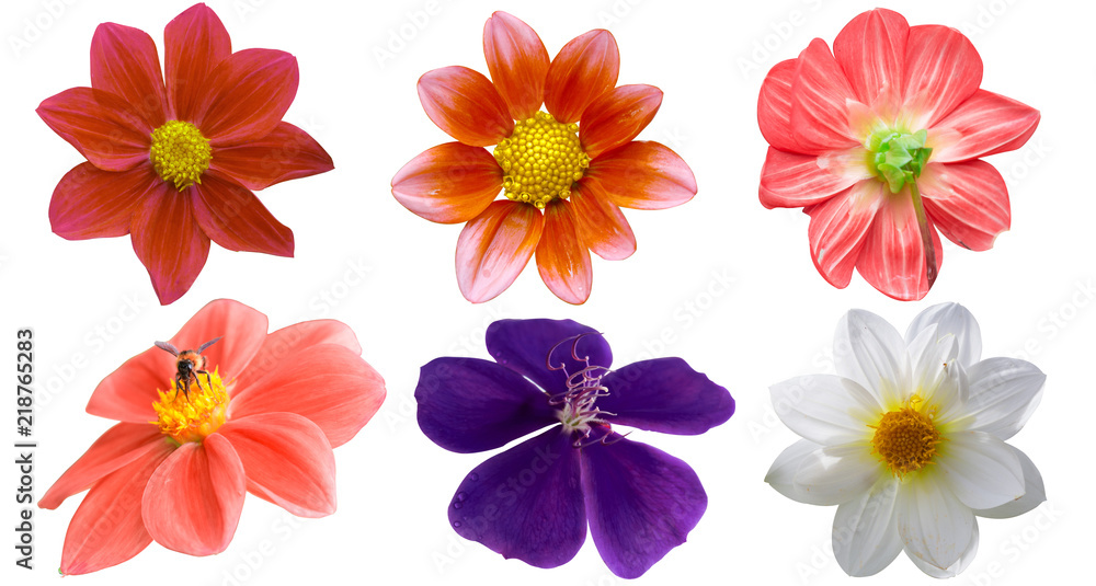 Various flowers isolated on white background. Various flowers isolated on white background.