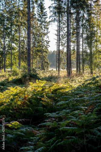 Spätsommer in der Waldlewitz