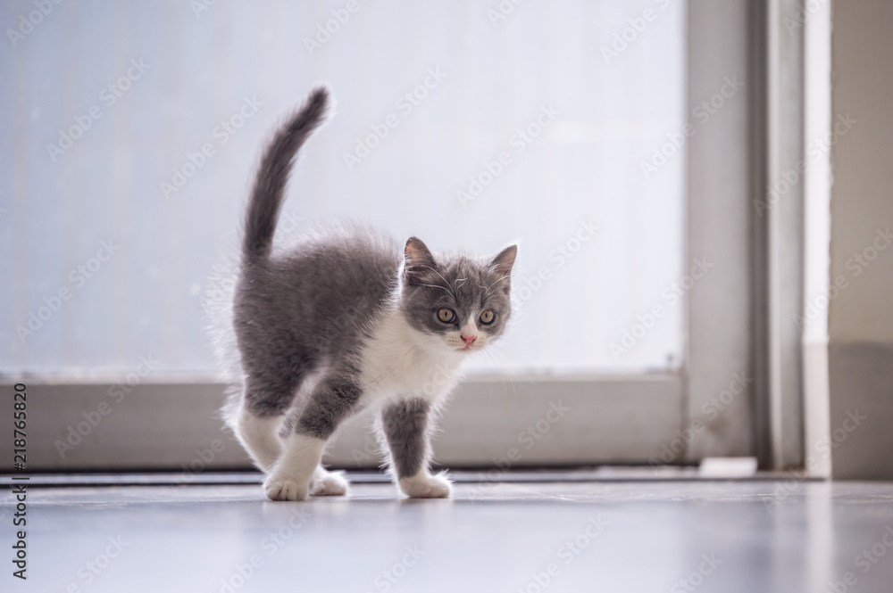 British short hair cat, shot indoors