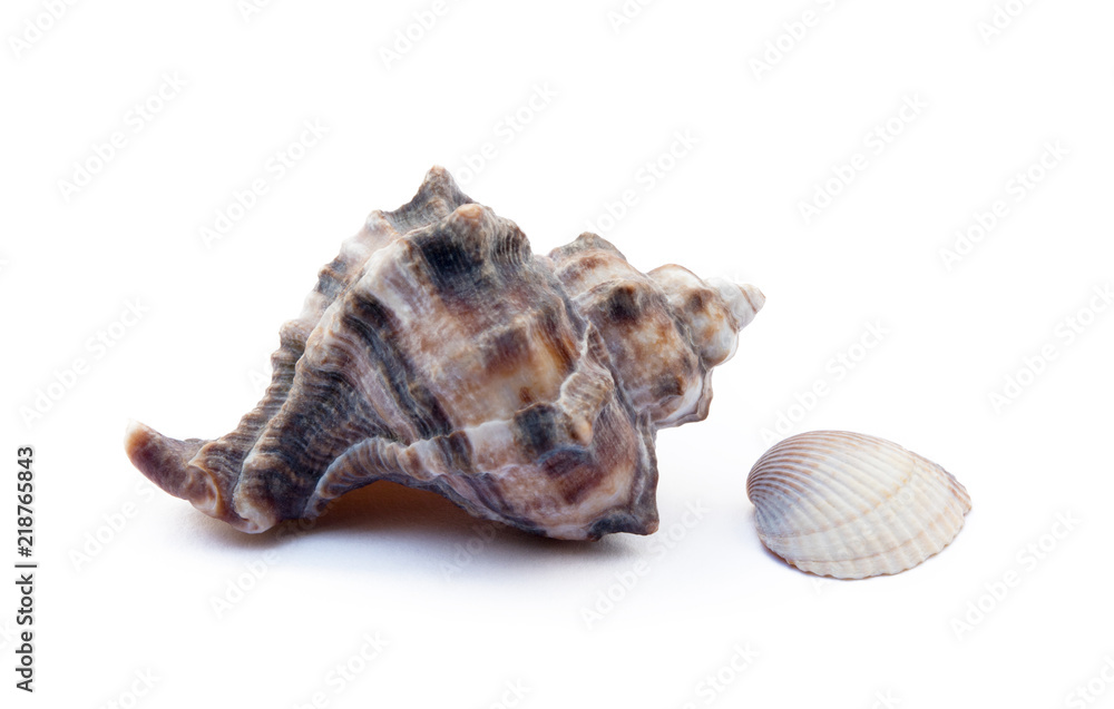 Exotic sea shells isolated on white background