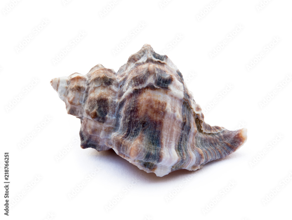 Exotic sea shells isolated on white background