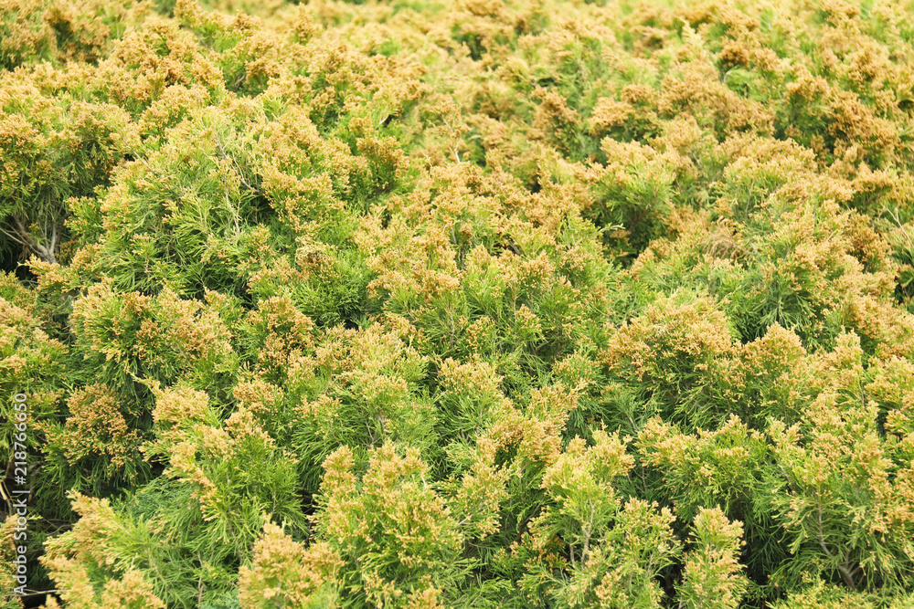 Coniferous bush outdoors