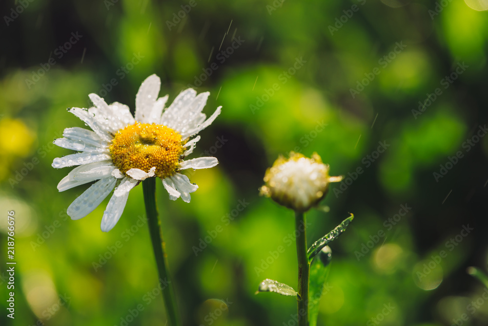 Obraz premium Chamomile in rainfall close up. Daisy in heavy rain in macro. Marguerite in downpour. Wet drops on beautiful flower. Rich vivid green grass in droplets. Background with plants in raindrops.