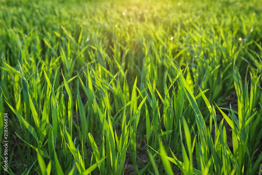 Green wheat field on sunny day Green wheat field on sunny day