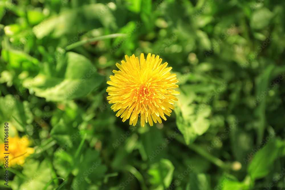 Beautiful dandelion on spring day Beautiful dandelion on spring day