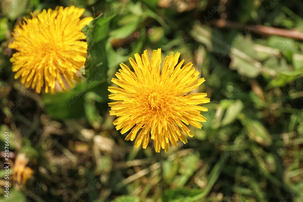 Beautiful dandelions on spring day