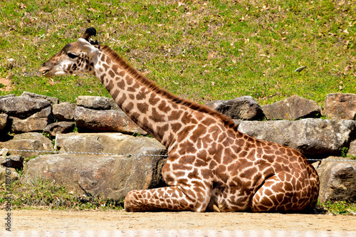 Fototapeta Naklejka Na Ścianę i Meble -  Giraffe in zoo