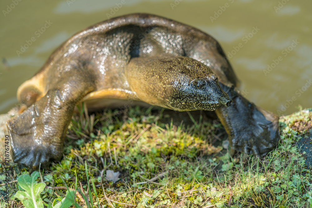 Obraz premium Chinese softshell turtle (Pelodiscus sinensis) listed as vulnerable on the IUCN Red List. Also Known as Amyda japonica or Trionyx japonicus